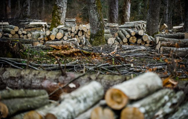 Вирубка лісів в Україні - що запроваджують в Україні, щоб зберігти ліси 1