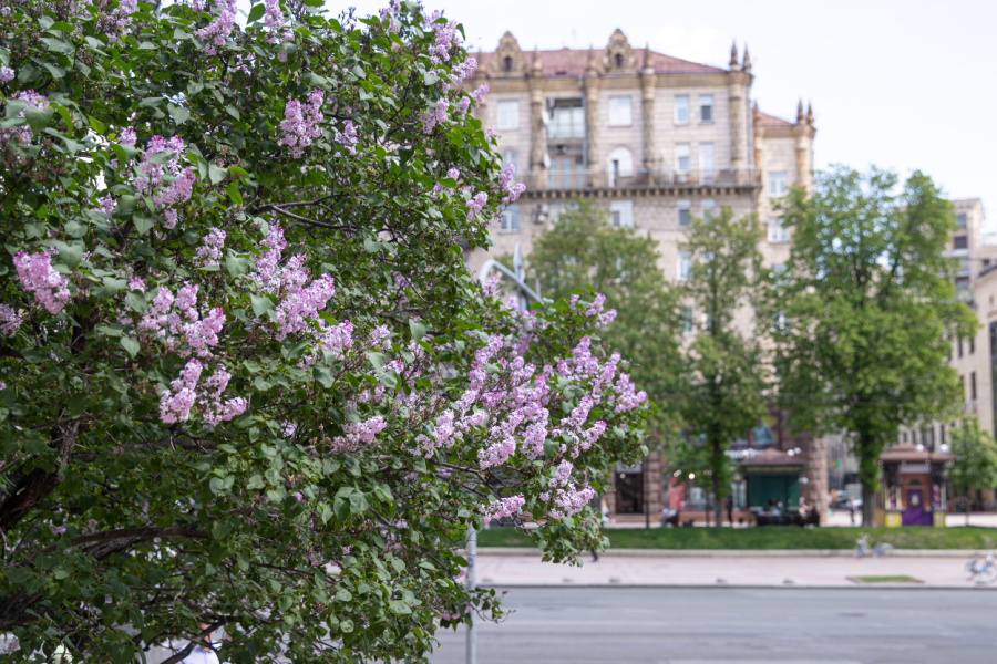 Бузок у Києві почав квітнути у парках і скверах - як довго цвіте, список адрес, фото 10