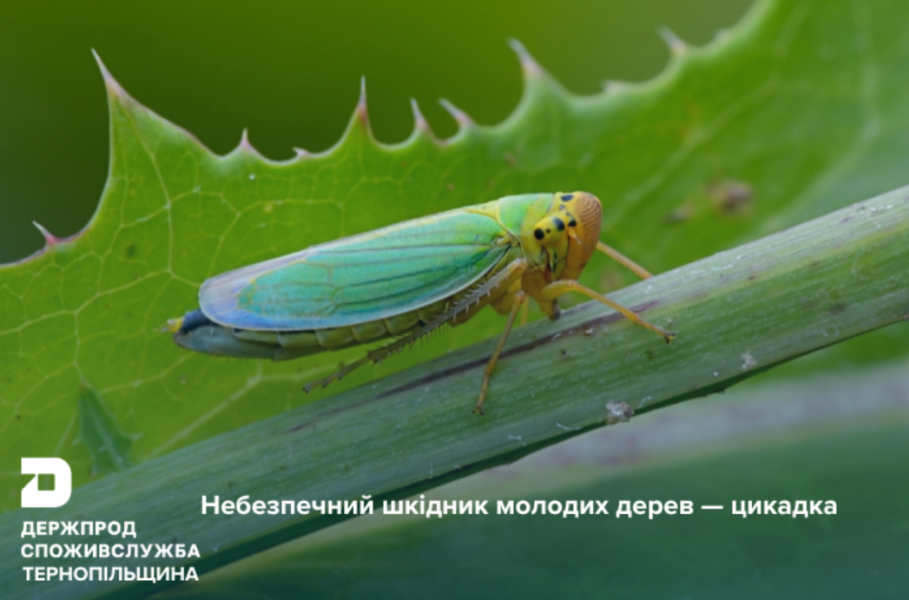 Цикадки на яблуні, розах, винограді чи томатах - як захистити від шкідників дерева і рослини 2