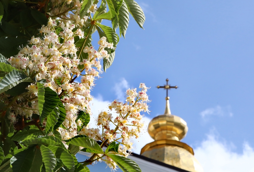 Каштани у Києві - чи зникне символ столиці та що йому загрожує, розповів Микола Шумик 5
