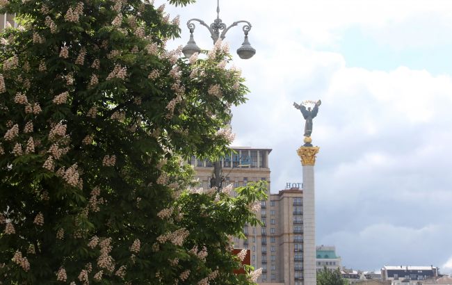 Каштани у Києві - що не так з деревами, та від чого вони сохнуть 1