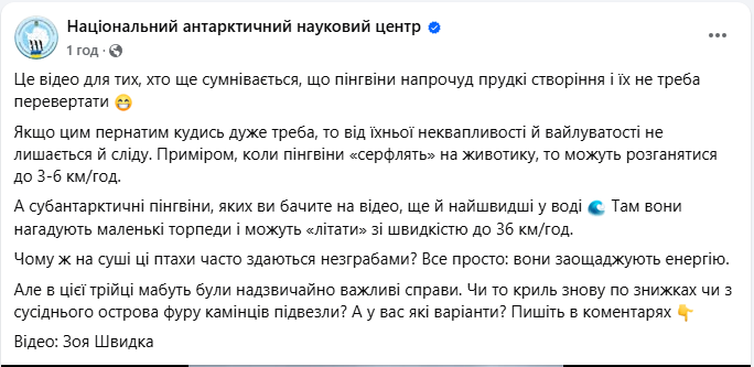 Пінгвіни в Антарктиді бігають швидко біля станції Академік Вернадський - цікаві факти, відео 2