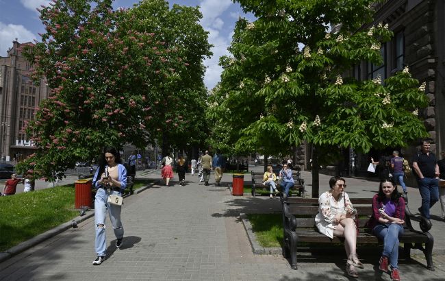 Символ Києва каштан може рости поруч із новим символічним деревом - озеленення столиці, кедр 1