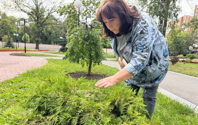 Хвойні дерева гинуть у Харкові під час війни через зміну клімату, грибки і хвороби - що відомо 1