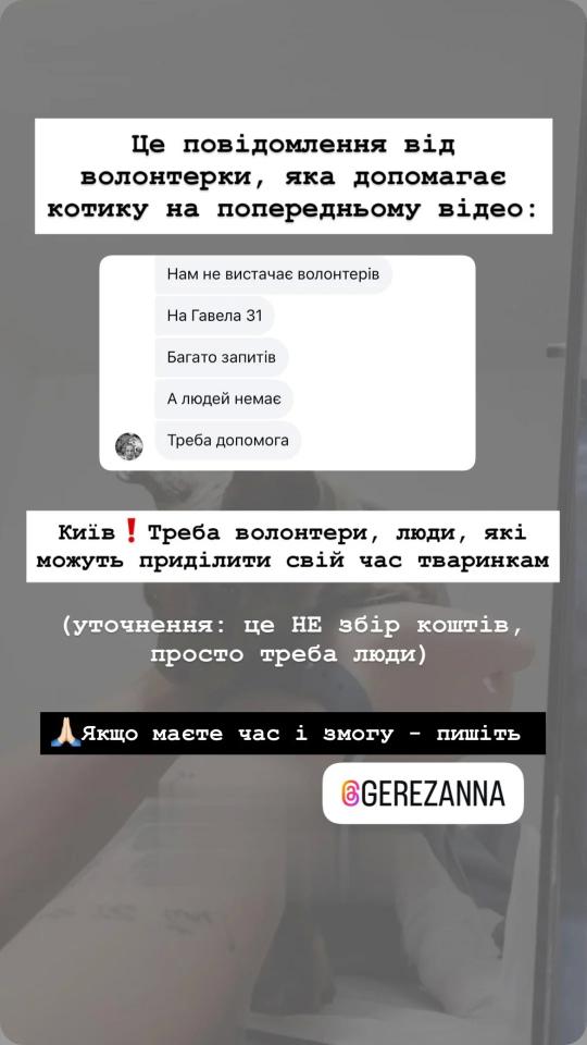 Кота знайшли під завалами будинку в Києві після атаки Росії 17 червня - деталі 6