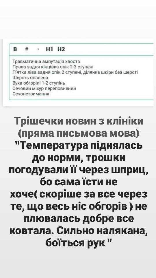 Кота знайшли під завалами будинку в Києві після атаки Росії 17 червня - деталі 5