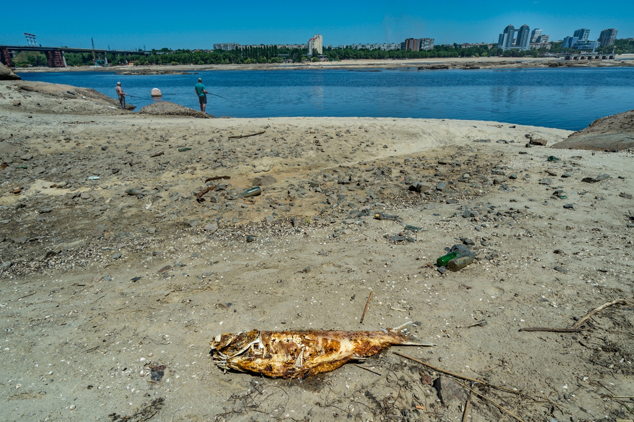 Наслідки війни для Чорного моря - що буде з рибою і дельфінами 2