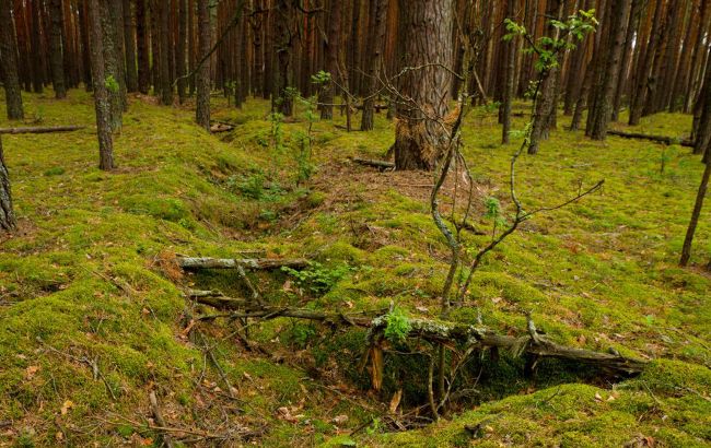 Окопи часів Другої світової війни стали домівкою для тварин у Чорнобильській зоні - фото 5