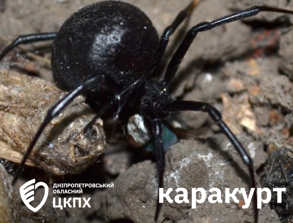 Отруйні павуки атакують людей на півдні України - як вберегтись 2
