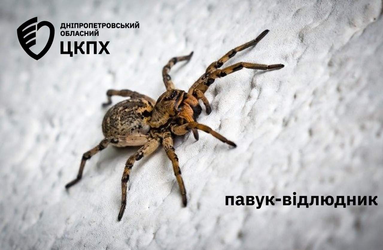 Отруйні павуки атакують людей на півдні України - як вберегтись 8