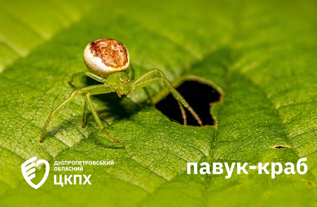 Отруйні павуки атакують людей на півдні України - як вберегтись 7