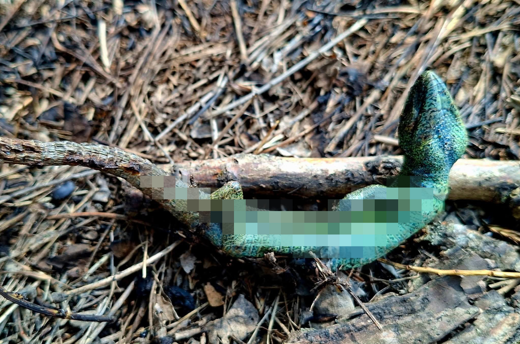 Пожежа в нацпарку Тузлівські лимани в Одеській області - загинули рідкісні рослини і тварини, фото 4