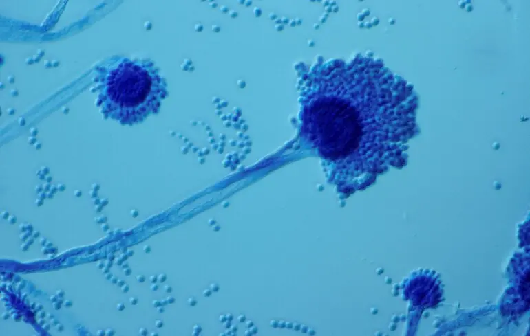 Прокляття фараонів тепер лікує рак - з грибка Aspergillus flavus синтезували ліки 1