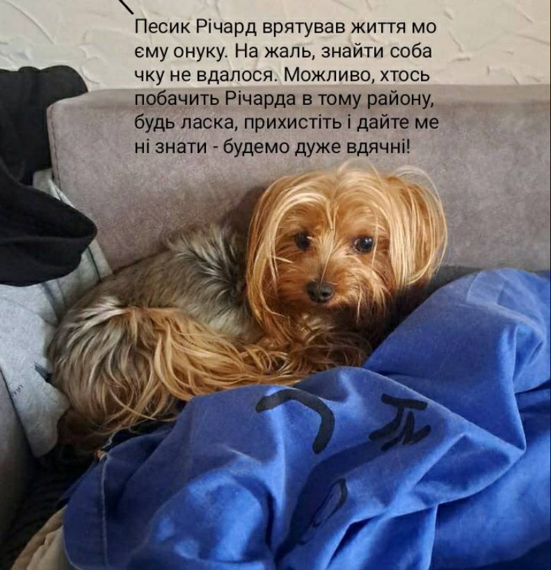 Собака врятувала хлопця під час масованої атаки РФ на Київ 17 червня - що відомо, фото 2