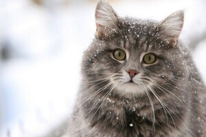Чому очі котів і акул світяться в темряві - відповідь дає наука 2