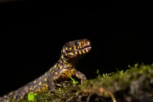 Космічний пил був колискою життя 2