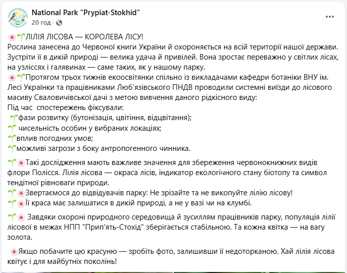 Лілія лісова занесена до Червоної книги України і росте у нацпарку Волинської області - фото 21