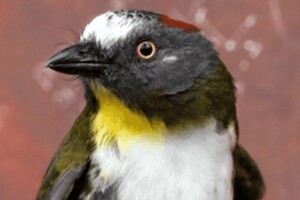 Скільки укусів бджіл може вбити людину - пояснення ентомолога 3