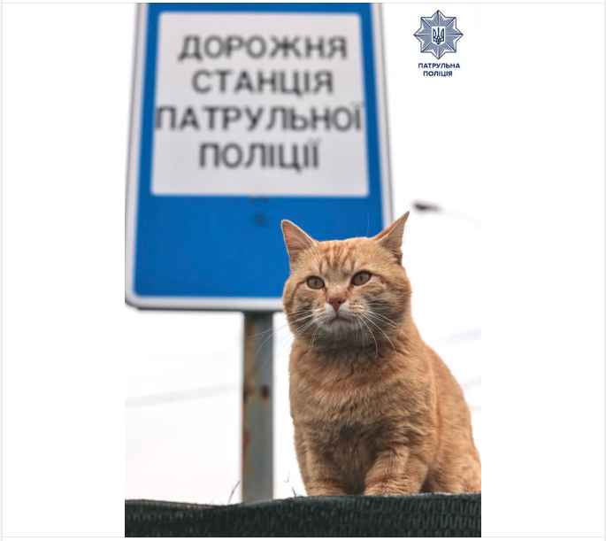 Спека в Україні небезпечна не лише для людей - як подбати про тварин влітку, поради поліції 6