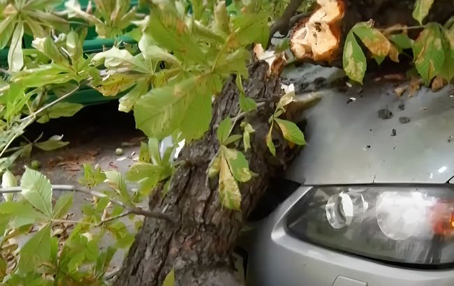 Суд зобов'язав відшкодувати збитки за пошкоджений Lexus гілкою каштана 1