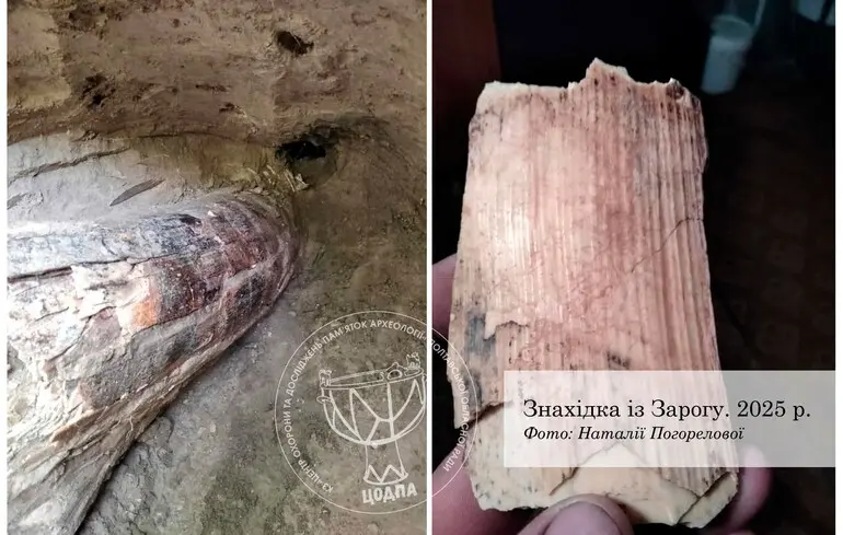 Бивень мамонта знайшли на Полтавщині — рештки виявили в селі Заріг — новини археології 1