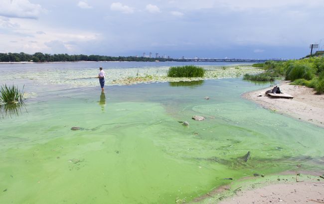 Цвітіння води в Дніпрі виникає через зміни клімату, забруднення і течії - причини, фото 1