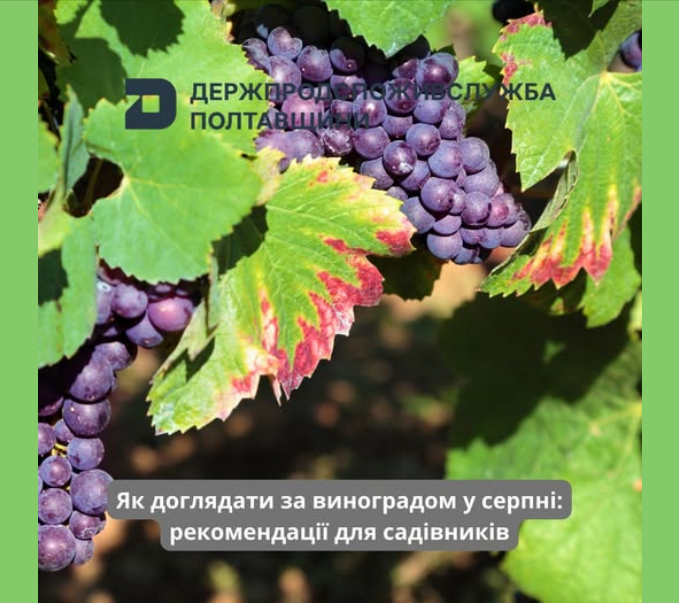 Догляд за виноградом у серпні, щоб збільшити врожайність - що потрібно зробити з кущами 6