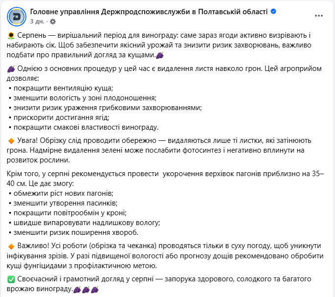 Догляд за виноградом у серпні, щоб збільшити врожайність - що потрібно зробити з кущами 5