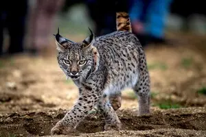 Котяча деменція виявилась близькою до Альцгеймера 2