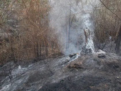 Лісова пожежа в Іспанії - вогонь знищив понад 1000 га, загинув чоловік - фото 2