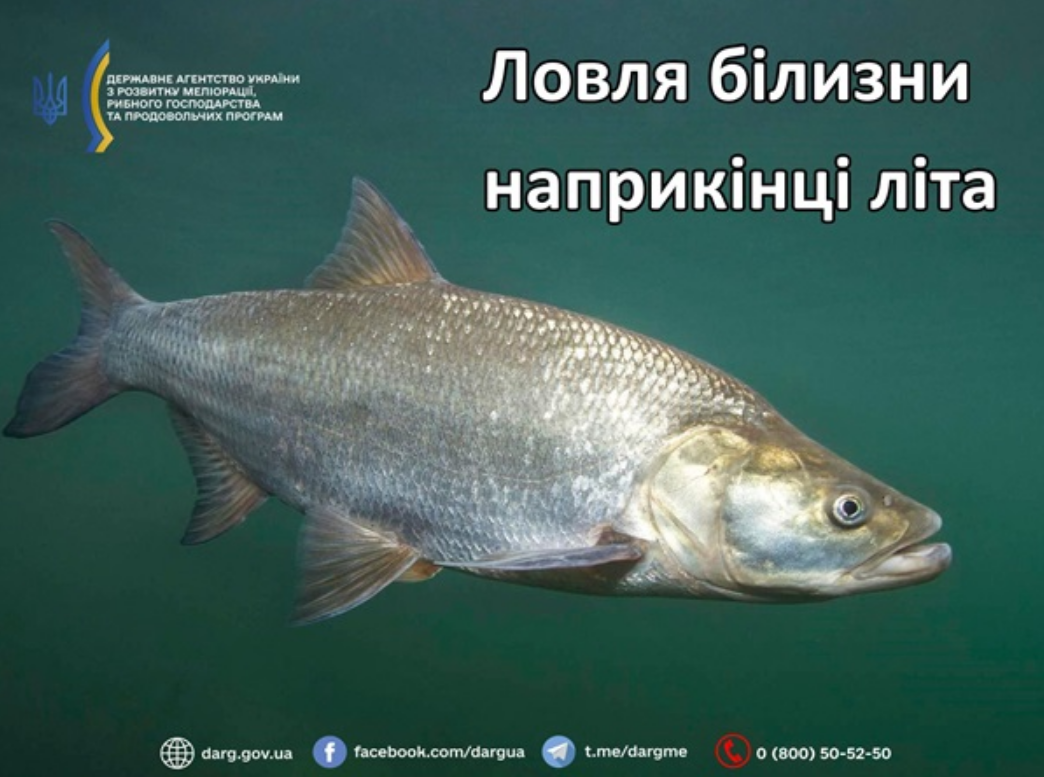 Рибалка в серпні 2025 в Україні без заборони і штрафів - як ловити окуня, жереха, сома, правила 3