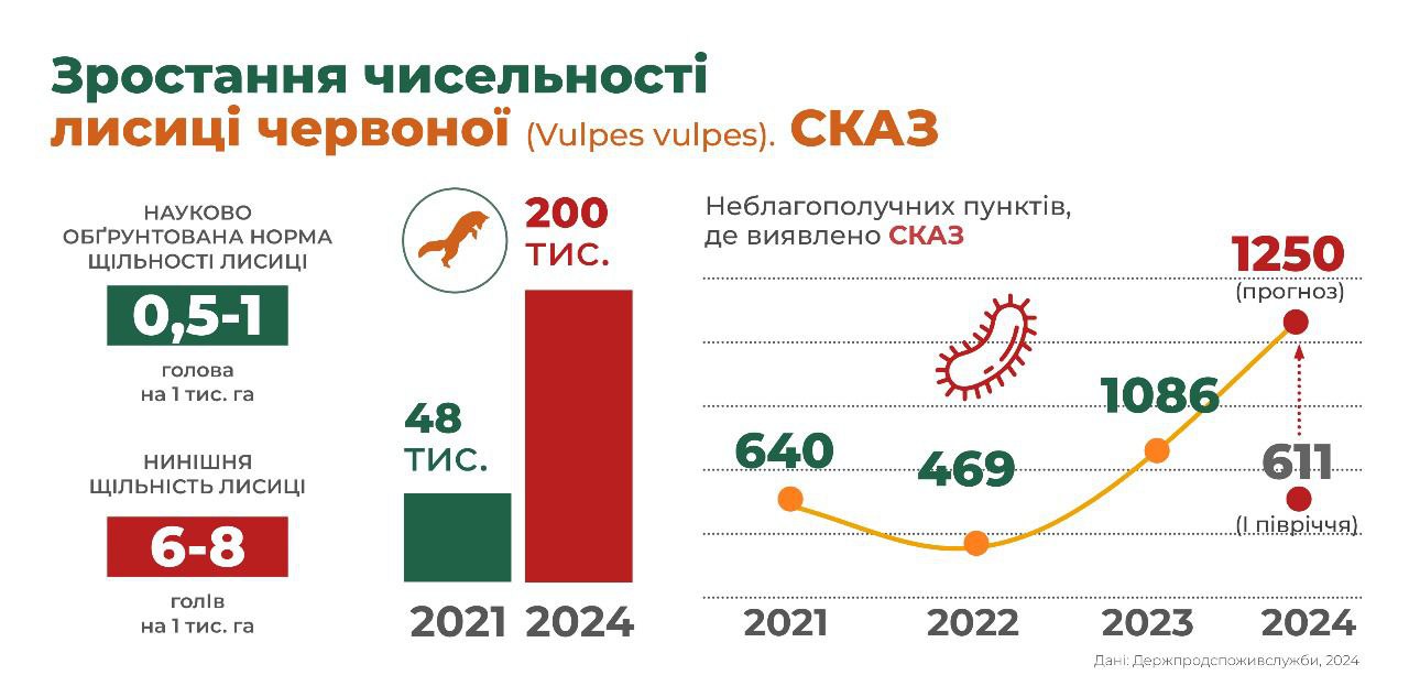 Сказ в Україні поширюється через зростання чисельності лисиць - чим це небезпечно 2