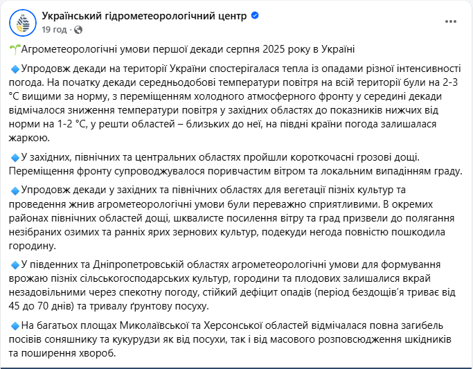 Врожай соняшника і кукурудзи 2025 на початку серпня страждає від посухи, шкідників і хвороб 3
