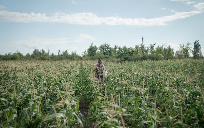Врожай соняшника і кукурудзи 2025 на початку серпня страждає від посухи, шкідників і хвороб 1