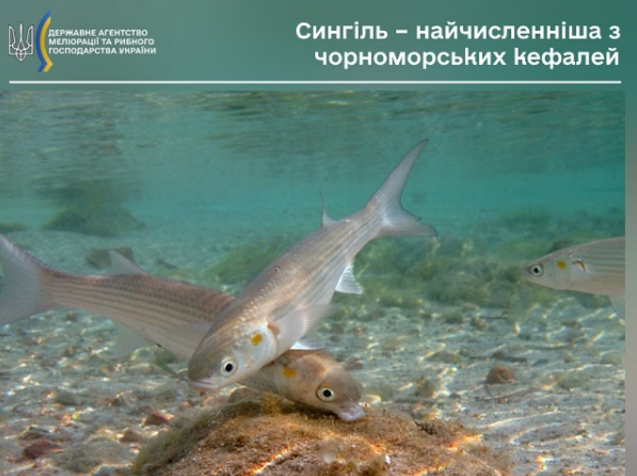 Заборона на вилов 2025 кефалей у Чорному морі й лиманах діє до 10 вересня - штрафи за рибу 5