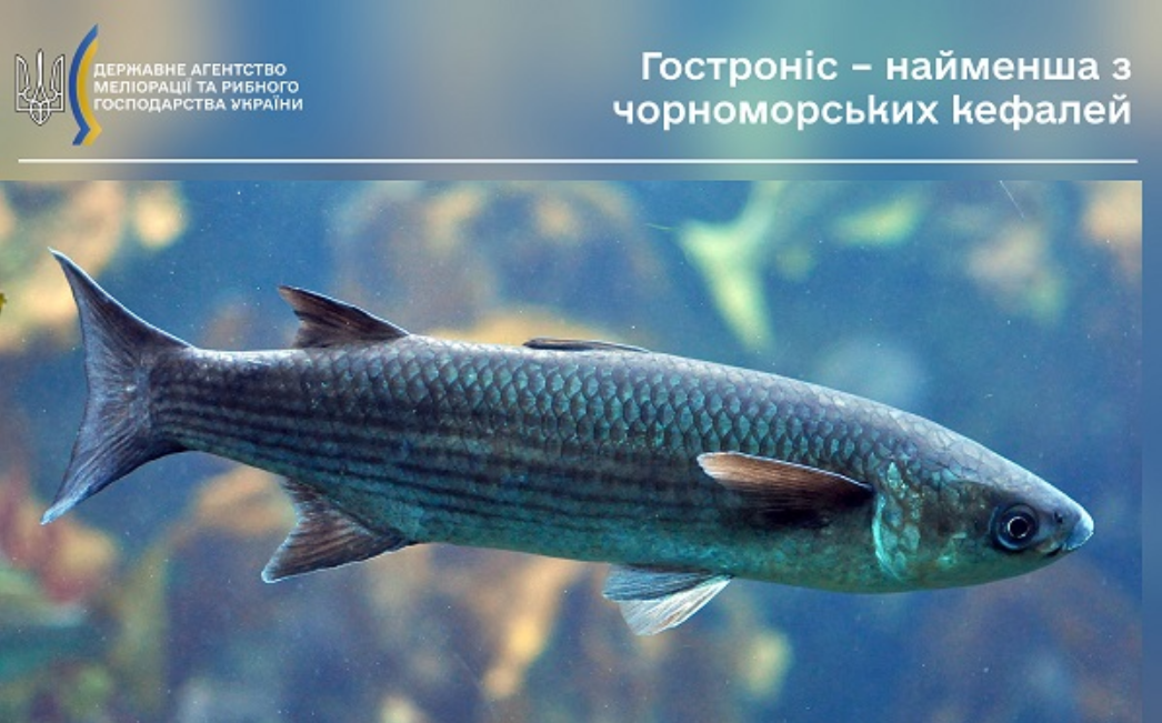 Заборона на вилов 2025 кефалей у Чорному морі й лиманах діє до 10 вересня - штрафи за рибу 3