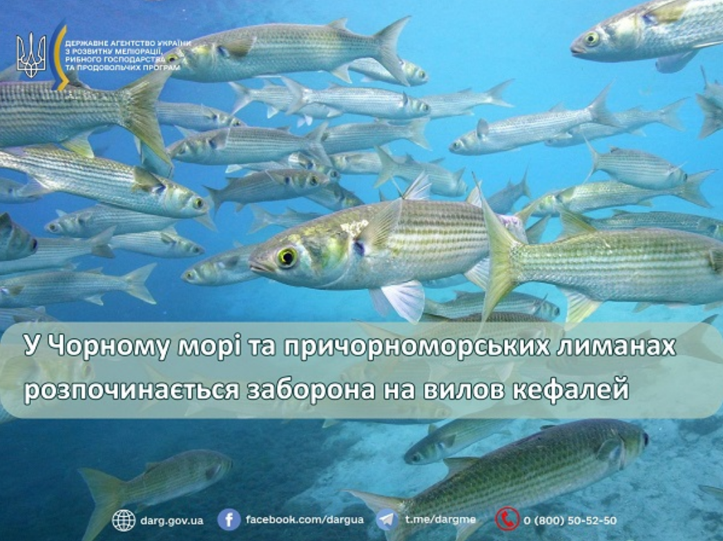 Заборона на вилов 2025 кефалей у Чорному морі й лиманах діє до 10 вересня - штрафи за рибу 2