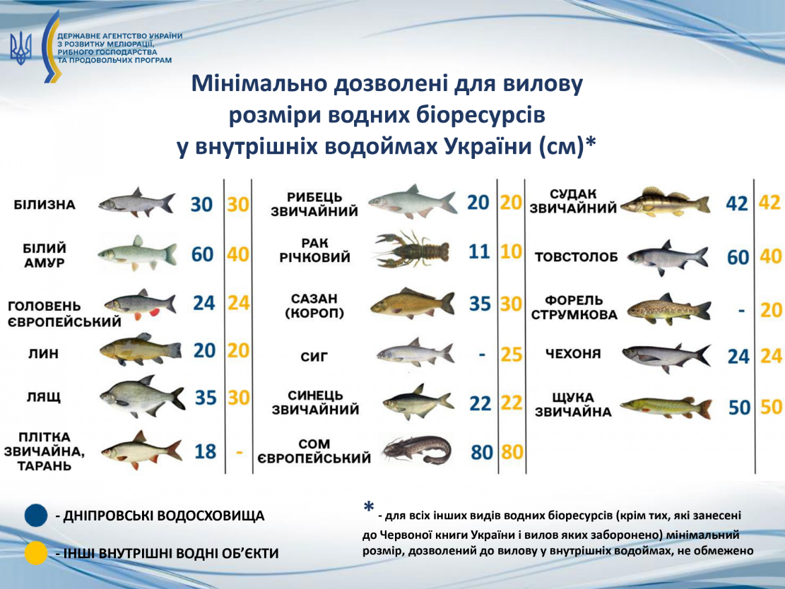Заборона на вилов 2025 не поширюється на 7 видів риб - кого можна ловити, правила рибальства 14
