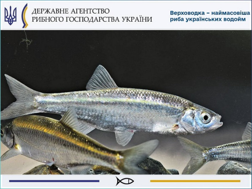 Заборона на вилов 2025 не поширюється на 7 видів риб - кого можна ловити, правила рибальства 16