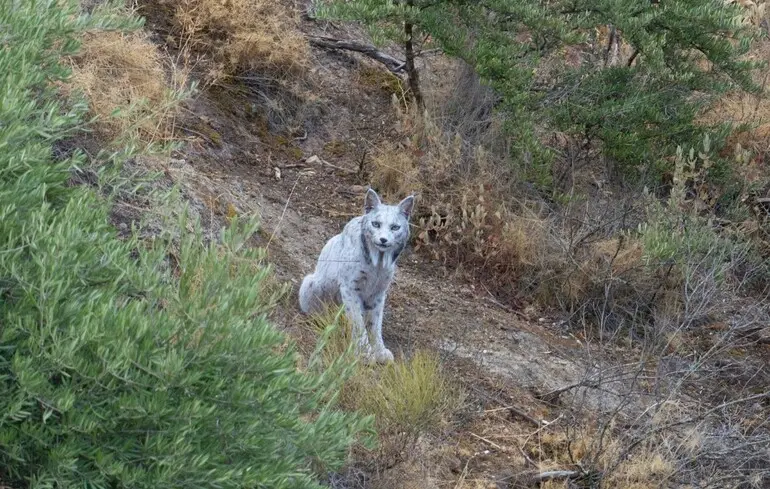 Біла іберійська рись - цю тварину вперше сфотографували у дикій природі - новини світу Біла іберійська рись - цю тварину вперше сфотографували у дикій природі - новини світу 1