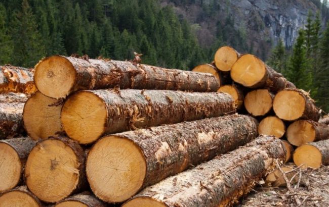 Експорт необробленої деревини заборонив Кабмін 1