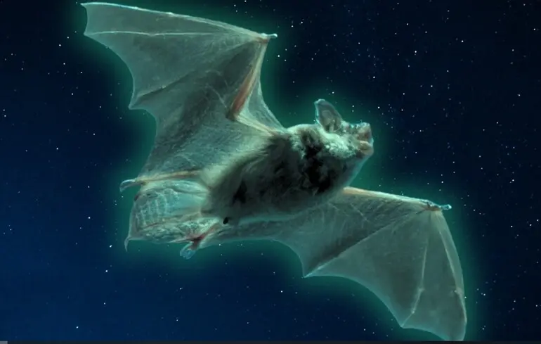 Кажани світяться в ультрафіолеті - вчені точно не знають, чому і навіщо Кажани світяться в ультрафіолеті - вчені точно не знають, чому і навіщо 1