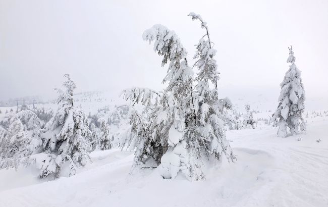 Сніг у Карпатах сьогодні до 80 см випав на високогір'ї Піп Іван - погода в горах, прогноз, фото 1