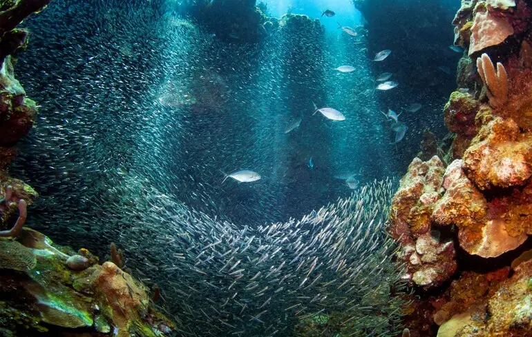 Відкрили 14 нових морських істот на глибині понад 5 км - уперше зафіксували унікальну взаємодію - новини науки Відкрили 14 нових морських істот на глибині понад 5 км - уперше зафіксували унікальну взаємодію - новини науки 1