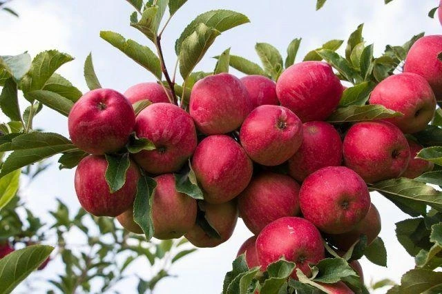 Вирощуйте смаколики вдома 1