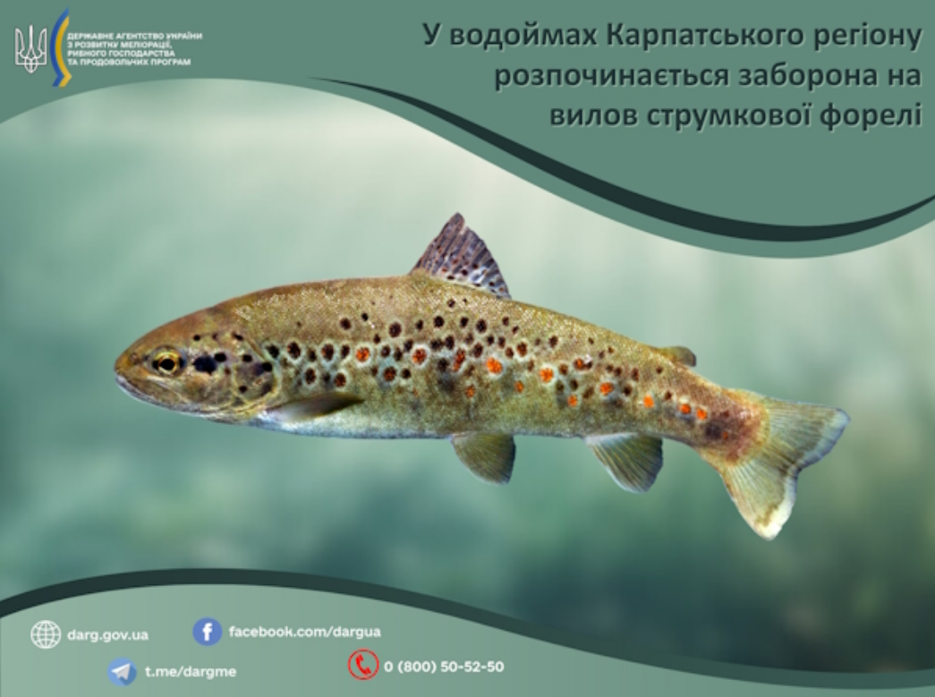 Заборона на вилов форелі чи пструга діє у регіоні Карпат - де ловити не можна, який штраф, правила 4
