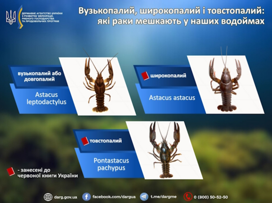 Заборона на вилов раків 2025 в Україні завершилась - як ловити без штрафів, правила рибальства 7