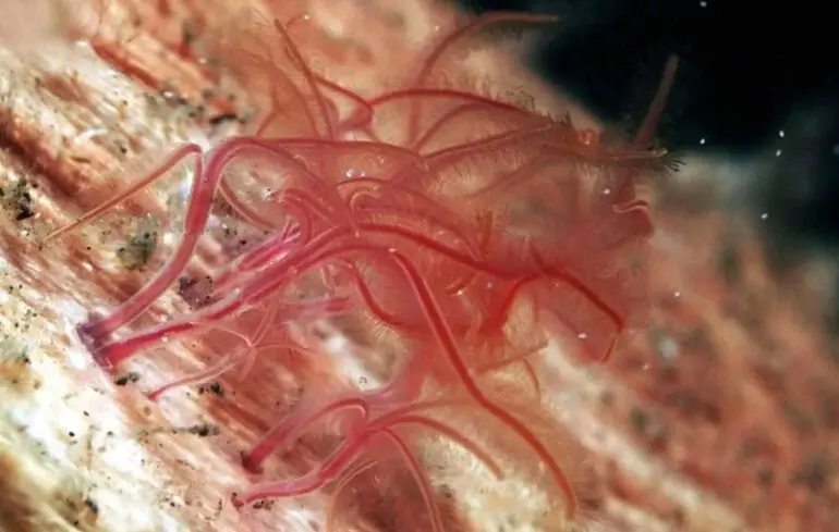 Черв'яки-зомбі на дні океану почали зникати - чому це погано, з чим пов'язано 1