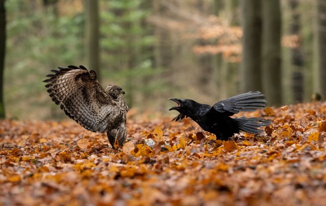 Чи є у птахів зуби і що еволюція змінила для польоту розповіла орнітолог - хто імітує звуки Чи є у птахів зуби і що еволюція змінила для польоту розповіла орнітолог - хто імітує звуки 1