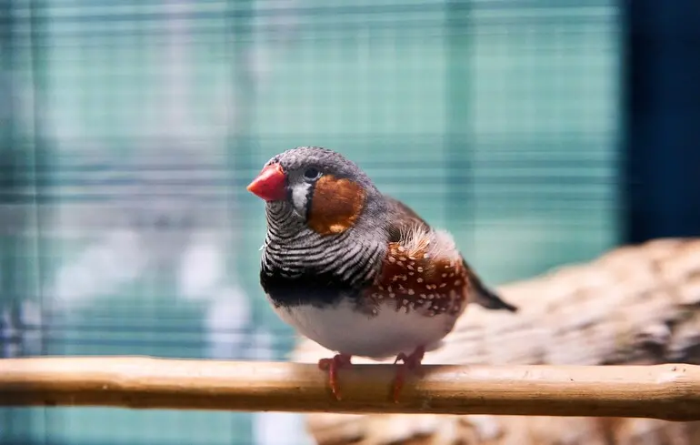 Чому птахи співають на світанку - вчені розповіли про причини такої поведінки 1